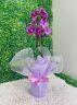 Orquidea